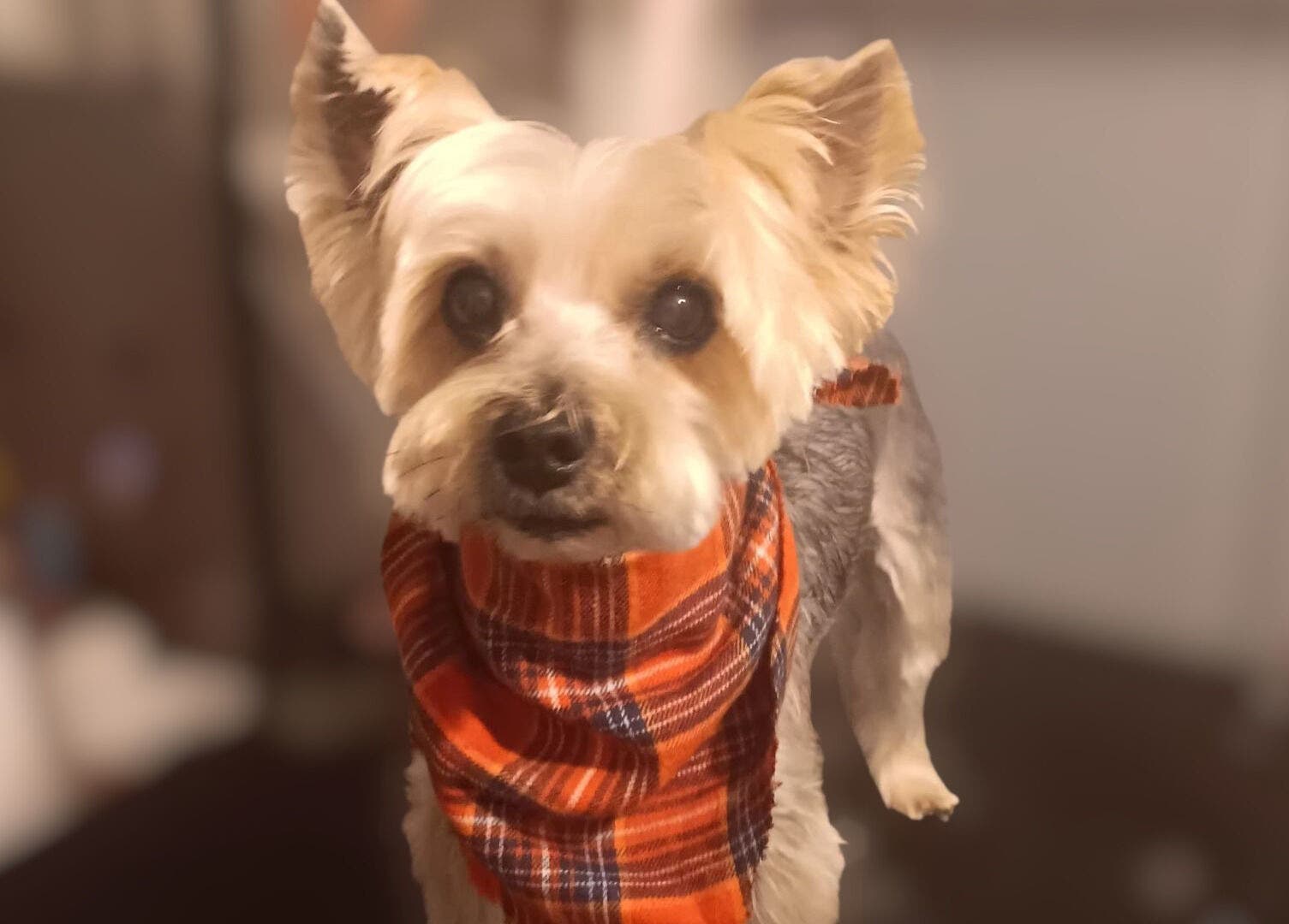 Dog with plaid scarf at Groomed by Stephanie, Centralia, Illinois, US.