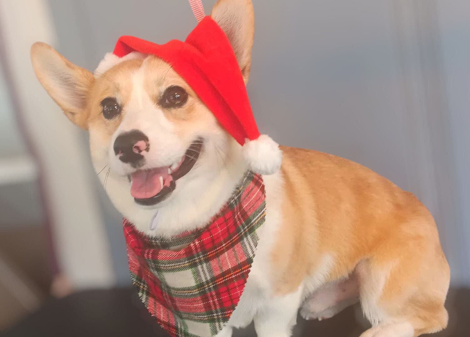 A smiling corgi in a festive Santa hat at Groomed by Stephanie, Centralia, Illinois, US.