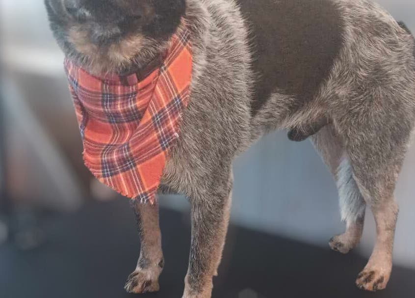 Dog with a plaid bandana groomed at Groomed by Stephanie in Centralia, Illinois, US.