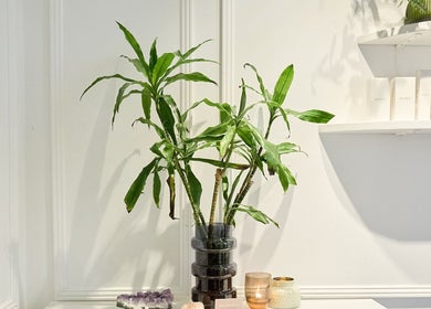 Stylish plant decor at Jade Clifton Hair, Paddington, New South Wales, AU. Serene ambiance for a relaxing visit.