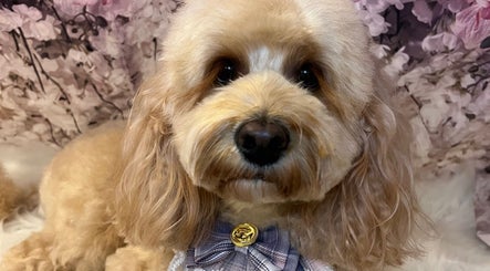 Charming groomed dog at Dolly and Co Grooming, Hockley, England, GB, showcasing a stylish bow.