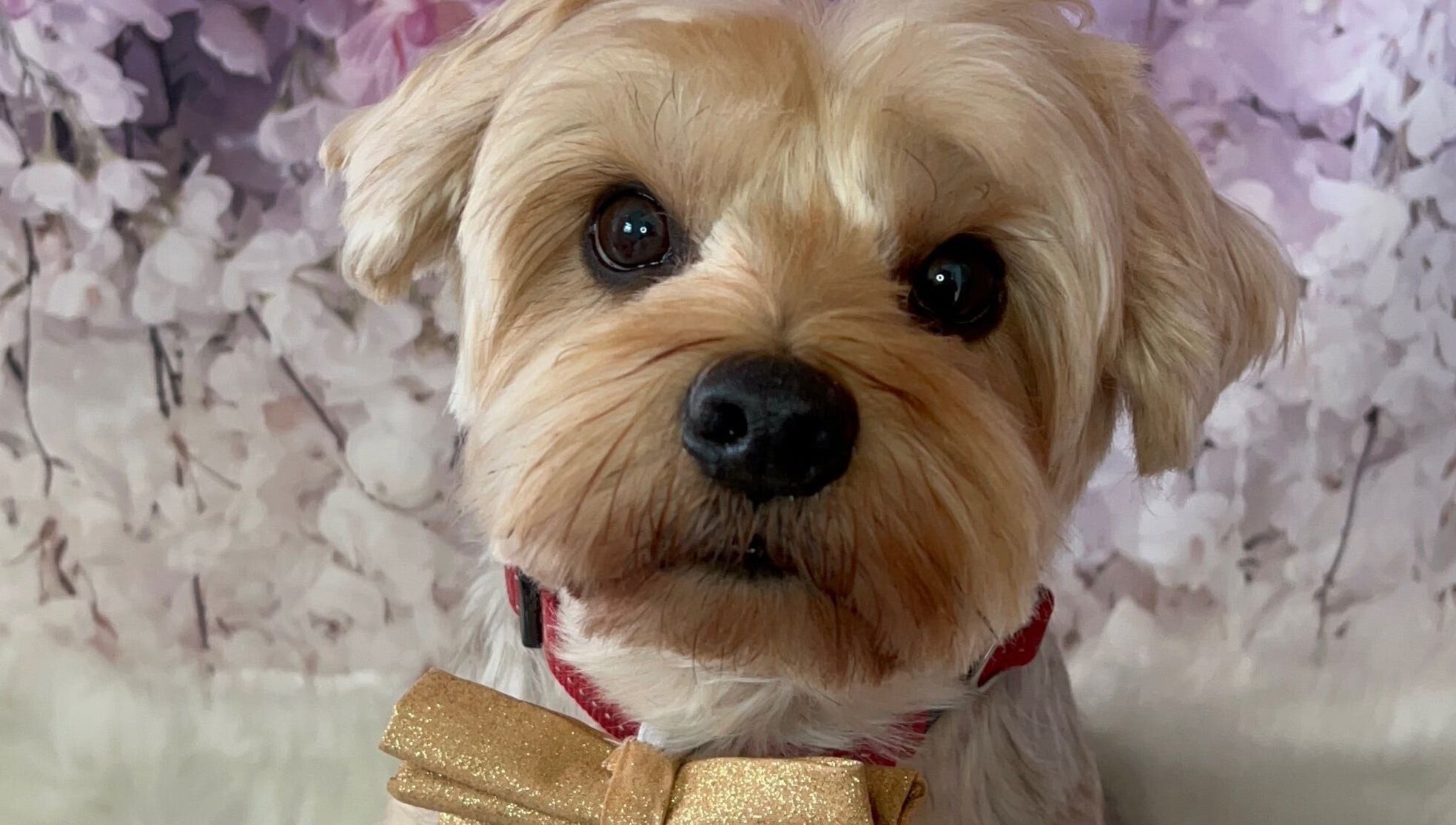 A well-groomed dog with a bow tie at Dolly and Co Grooming, Hockley, England, GB.