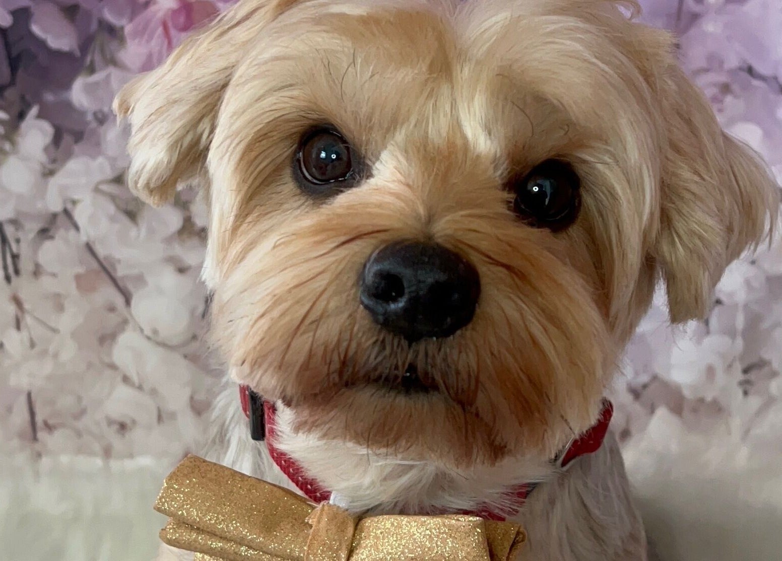 A well-groomed dog with a bow tie at Dolly and Co Grooming, Hockley, England, GB.