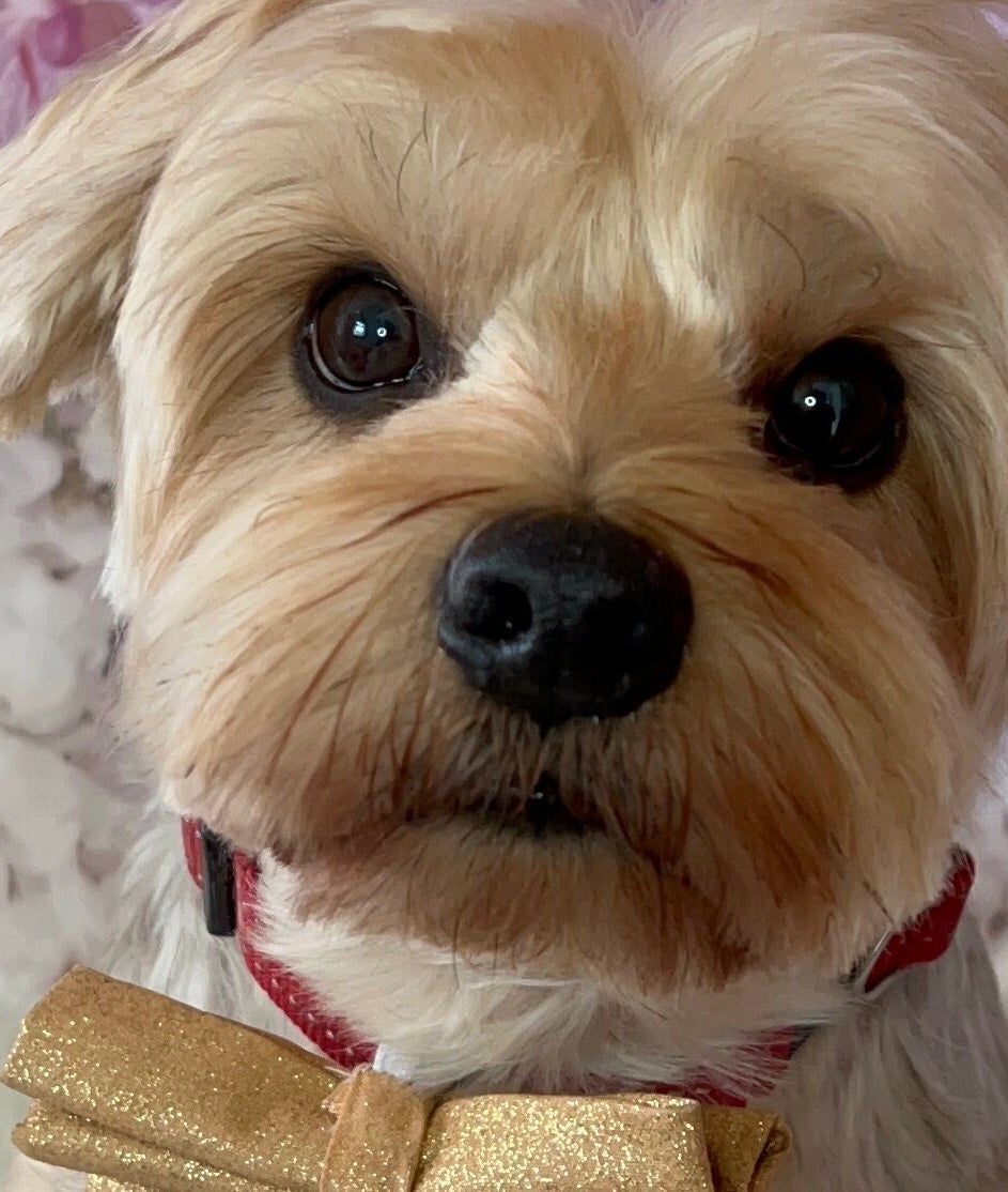 A well-groomed dog with a bow tie at Dolly and Co Grooming, Hockley, England, GB.