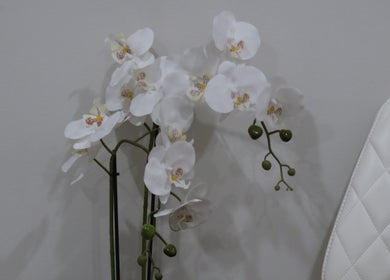 White orchids creating a serene atmosphere at Aesthetics By Kristen in Wollongong, New South Wales, AU.