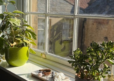 Sunlit plants on a windowsill at The Reflexology Co - Crewkerne (Church Street Wellness), Crewkerne, England, GB.