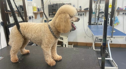 Doggy Styling - Professional Dog Groomers image 2