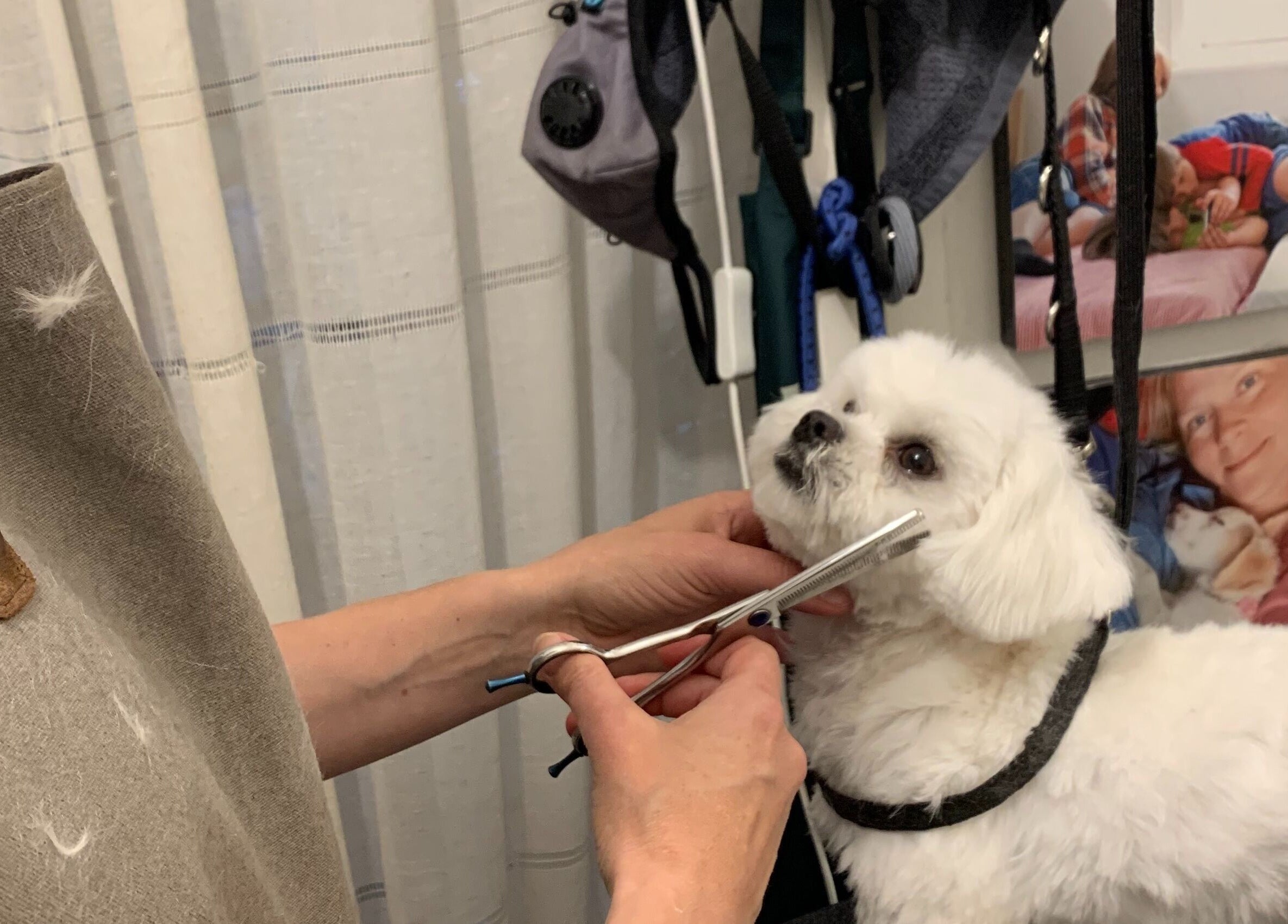 Professional dog grooming at Hönö Hundfrisör, Hönö, Västra Götalands Län, SE, featuring a white poodle being styled.