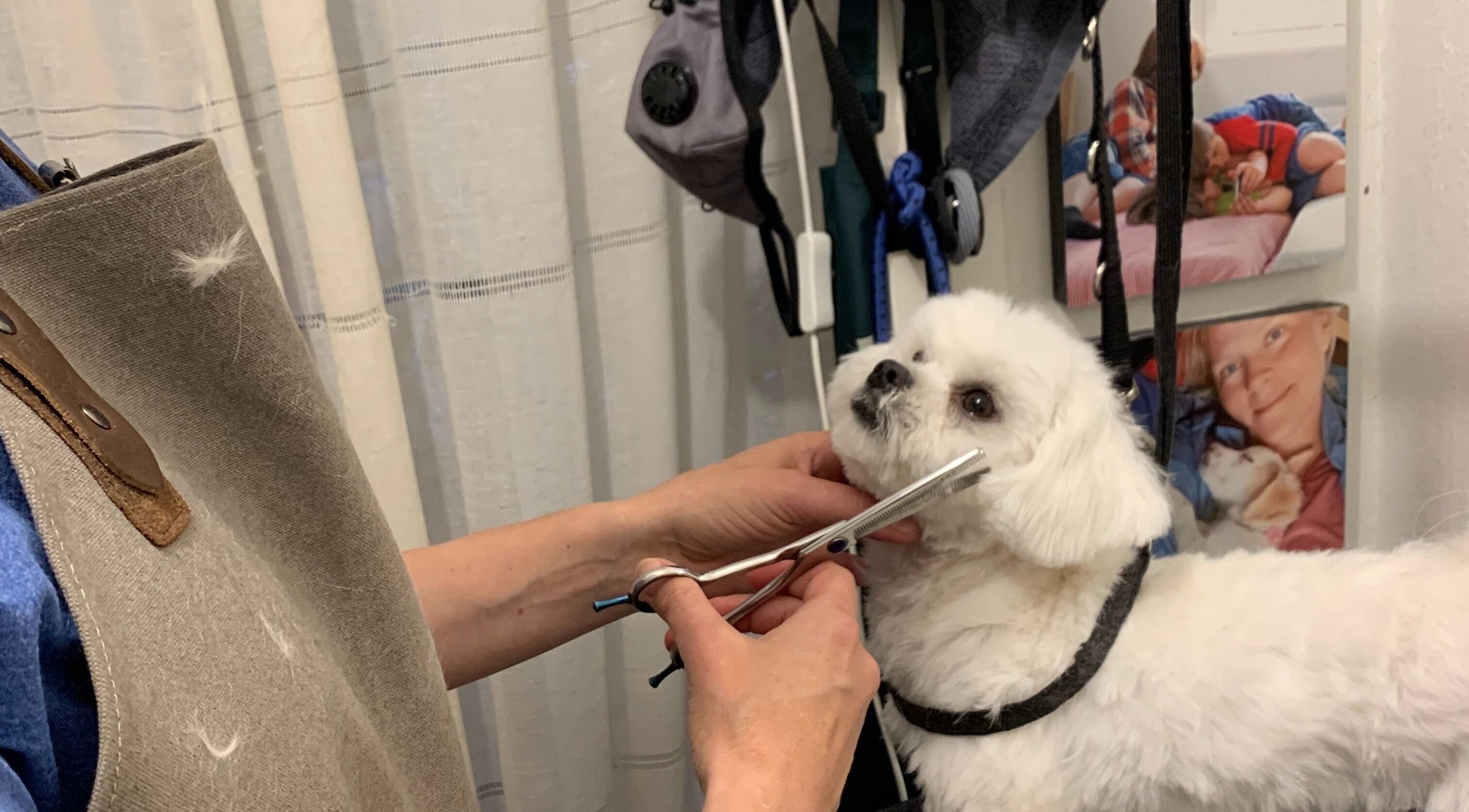 Professional dog grooming at Hönö Hundfrisör, Hönö, Västra Götalands Län, SE, featuring a white poodle being styled.