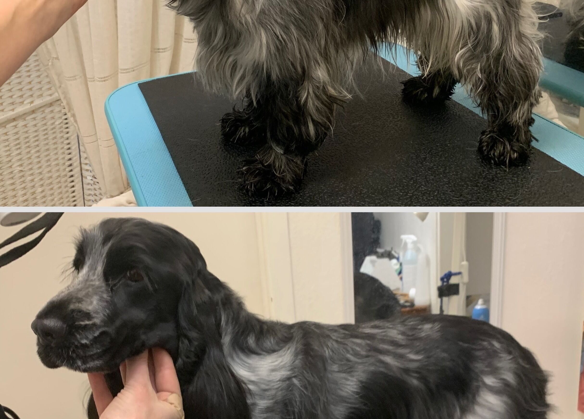 Beautifully groomed dog at Hönö Hundfrisör in Hönö, Västra Götalands Län, SE, showcasing expert pet care.