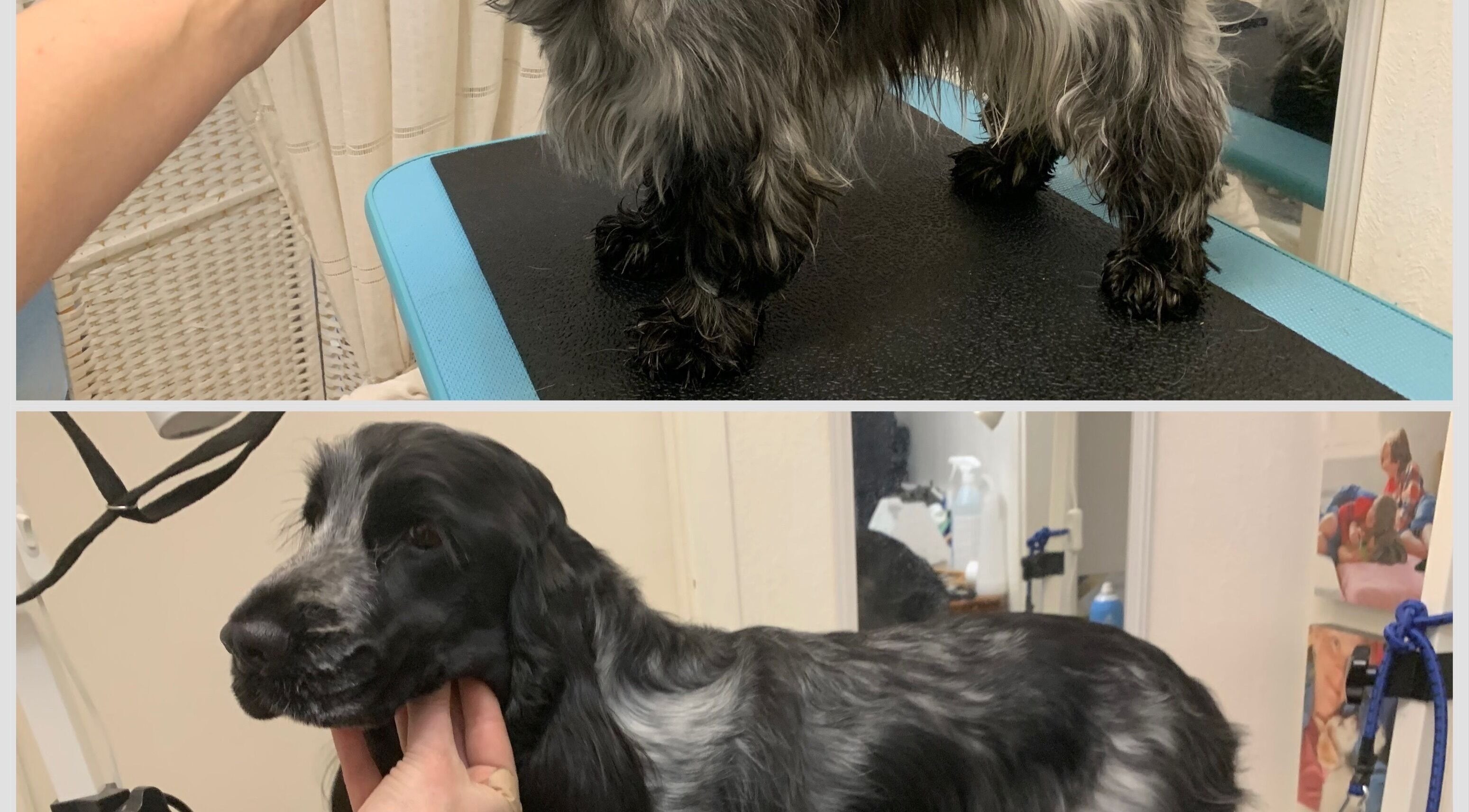 Beautifully groomed dog at Hönö Hundfrisör in Hönö, Västra Götalands Län, SE, showcasing expert pet care.