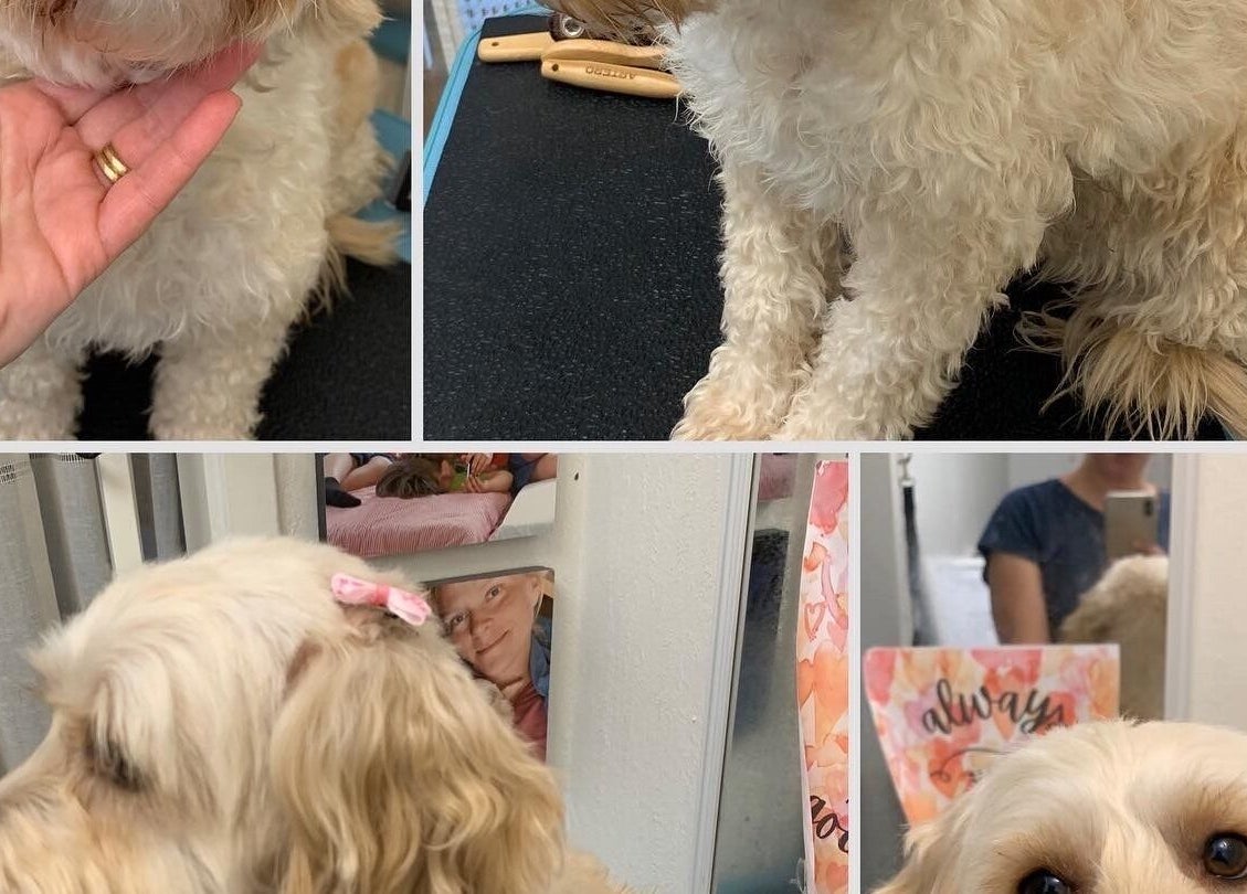 Dog grooming at Hönö Hundfrisör in Hönö, Västra Götalands Län, SE, showcasing a clean and styled poodle.