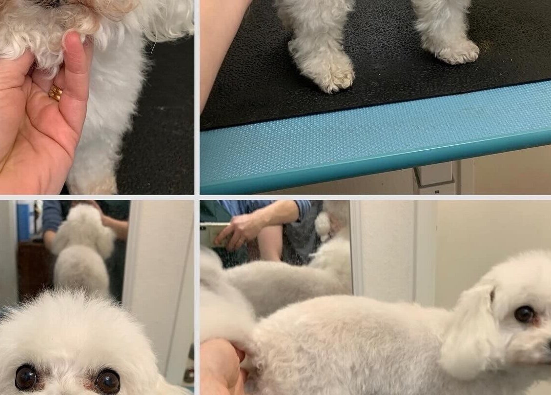 Fluffy white poodle being groomed at Hönö Hundfrisör, Hönö, Västra Götalands Län, SE.