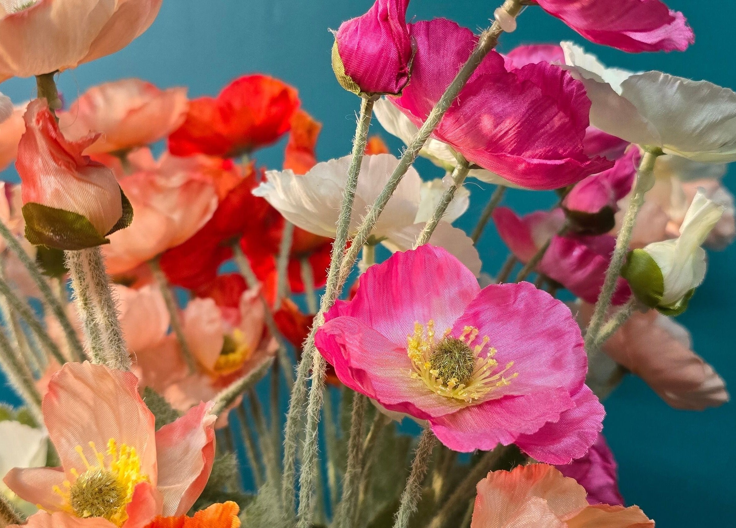Colorful poppies at Treat Yourself Beautifully, Clermont, Queensland, AU showcasing wellness and natural beauty.
