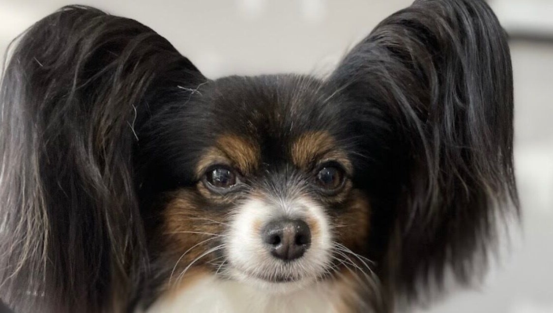 Close-up of a Papillon with fluffy ears at Wendy’s Dog Grooming, Derby, England, GB.
