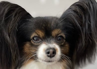 Close-up of a Papillon with fluffy ears at Wendy’s Dog Grooming, Derby, England, GB.