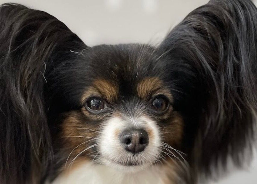 Close-up of a Papillon with fluffy ears at Wendy’s Dog Grooming, Derby, England, GB.
