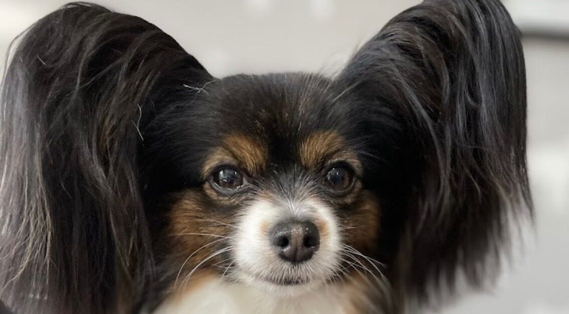 Close-up of a Papillon with fluffy ears at Wendy’s Dog Grooming, Derby, England, GB.