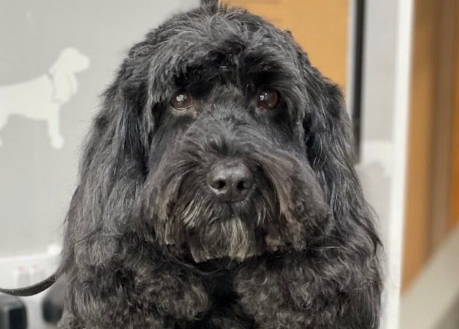 Freshly groomed black dog at Wendy’s Dog Grooming in Derby, England, GB.