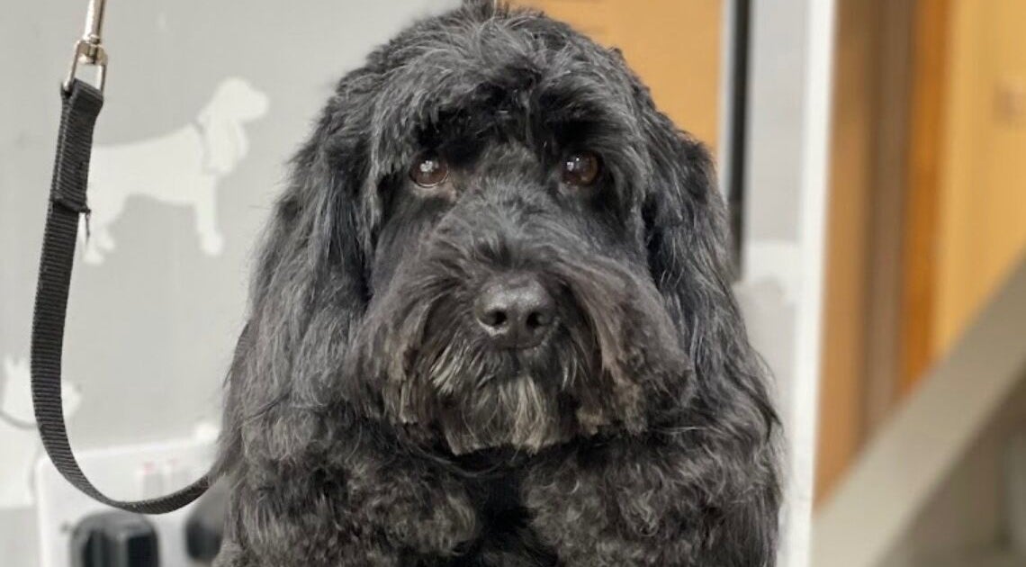 Freshly groomed black dog at Wendy’s Dog Grooming in Derby, England, GB.