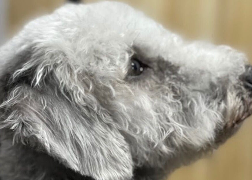 Groomed dog at Wendy's Dog Grooming, Derby, England, GB, showcasing expert styling.