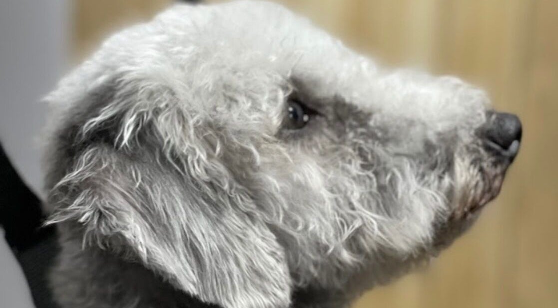 Groomed dog at Wendy's Dog Grooming, Derby, England, GB, showcasing expert styling.