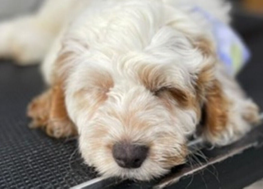 Relaxed dog at Wendy’s Dog Grooming, Derby, England, GB, showcasing expert grooming services.