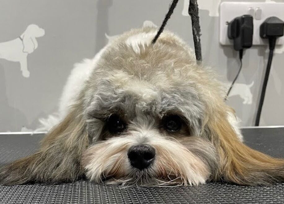 Adorable dog on grooming table at Wendy's Dog Grooming, Derby, England, GB.