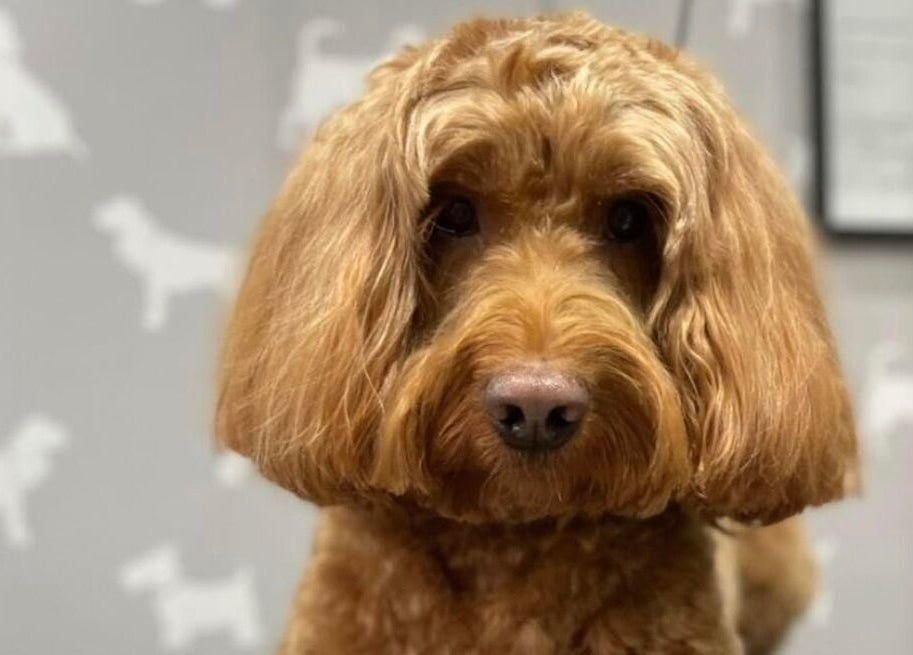 Stylishly groomed dog at Wendy’s Dog Grooming in Derby, England, GB, showcasing expert cutting techniques.