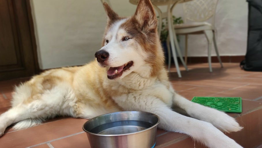 HOME VISIT with Healing Hands Pet Physio image 1