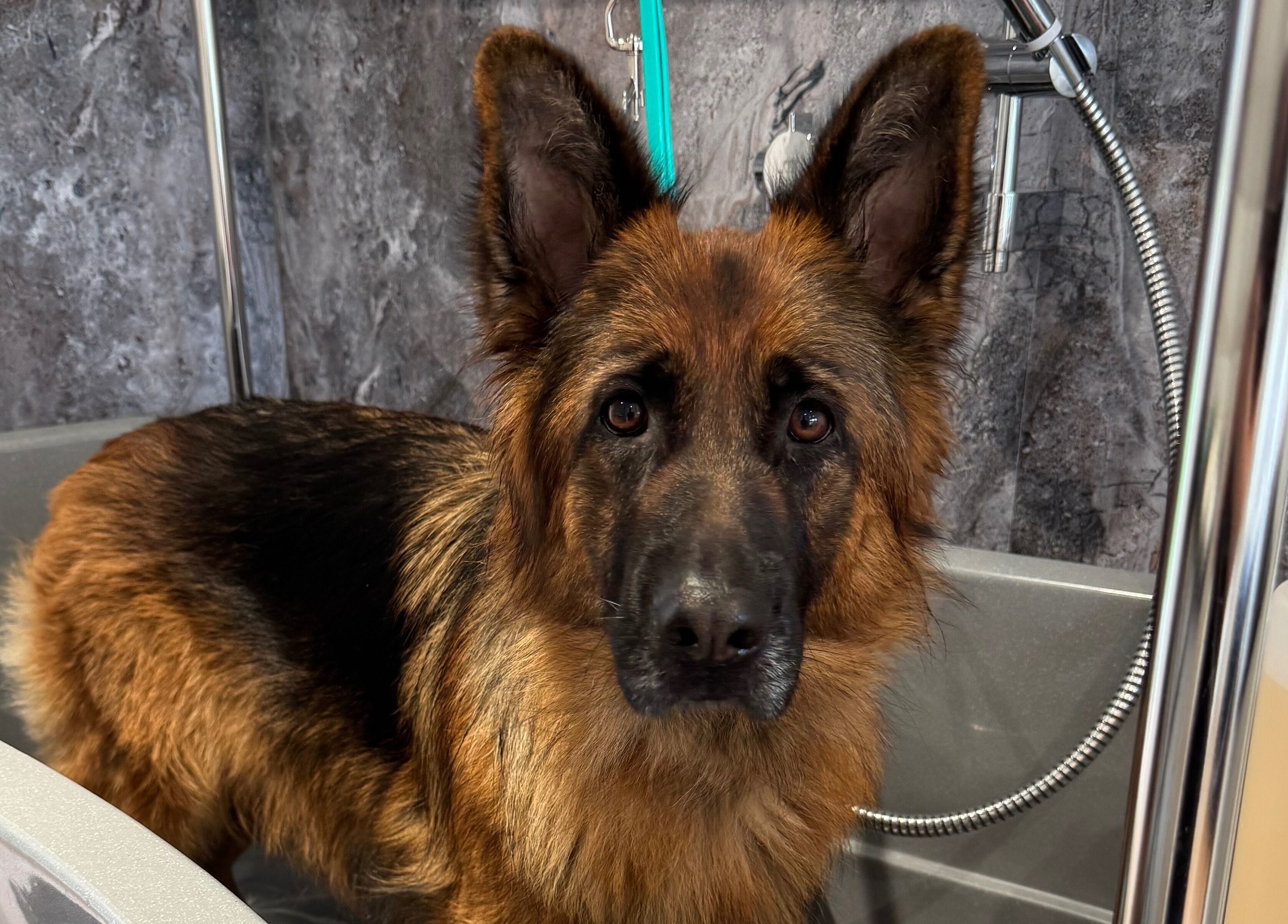 German Shepherd in grooming tub at Zola’s Dog Grooming - Kirkcaldy, Kirkcaldy, Scotland, GB.
