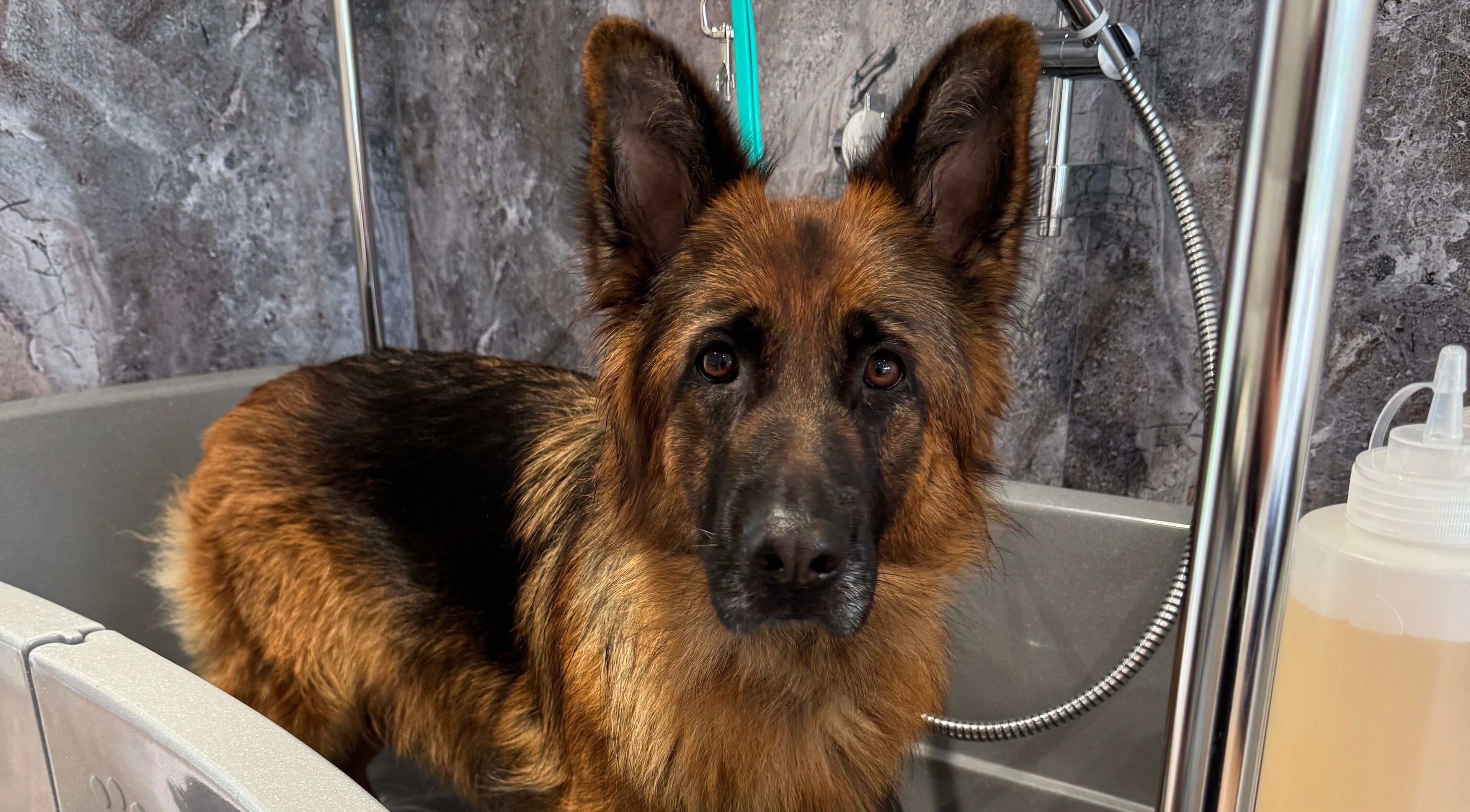 German Shepherd in grooming tub at Zola’s Dog Grooming - Kirkcaldy, Kirkcaldy, Scotland, GB.