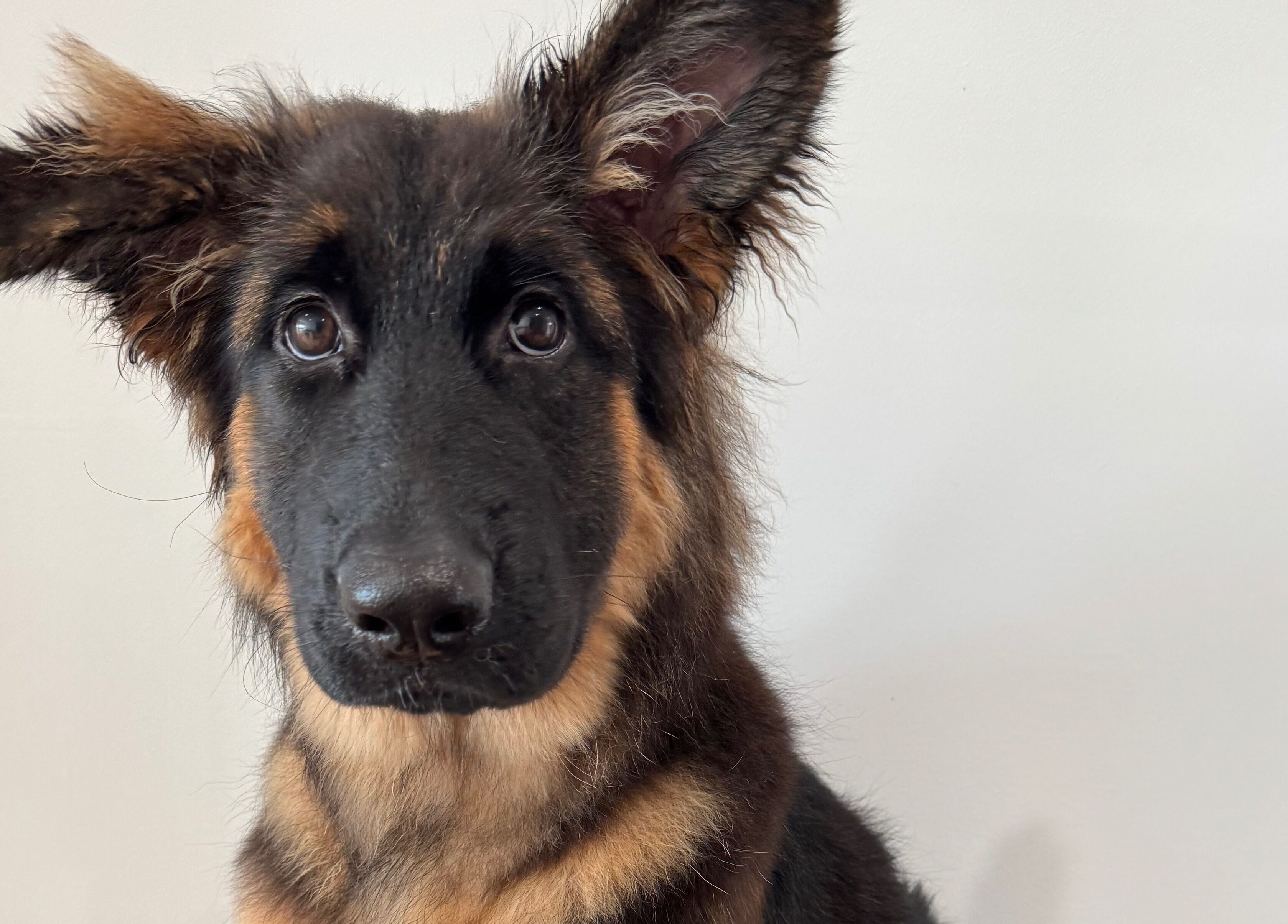 Close-up of a well-groomed dog at Zola’s Dog Grooming - Kirkcaldy, Scotland, GB.