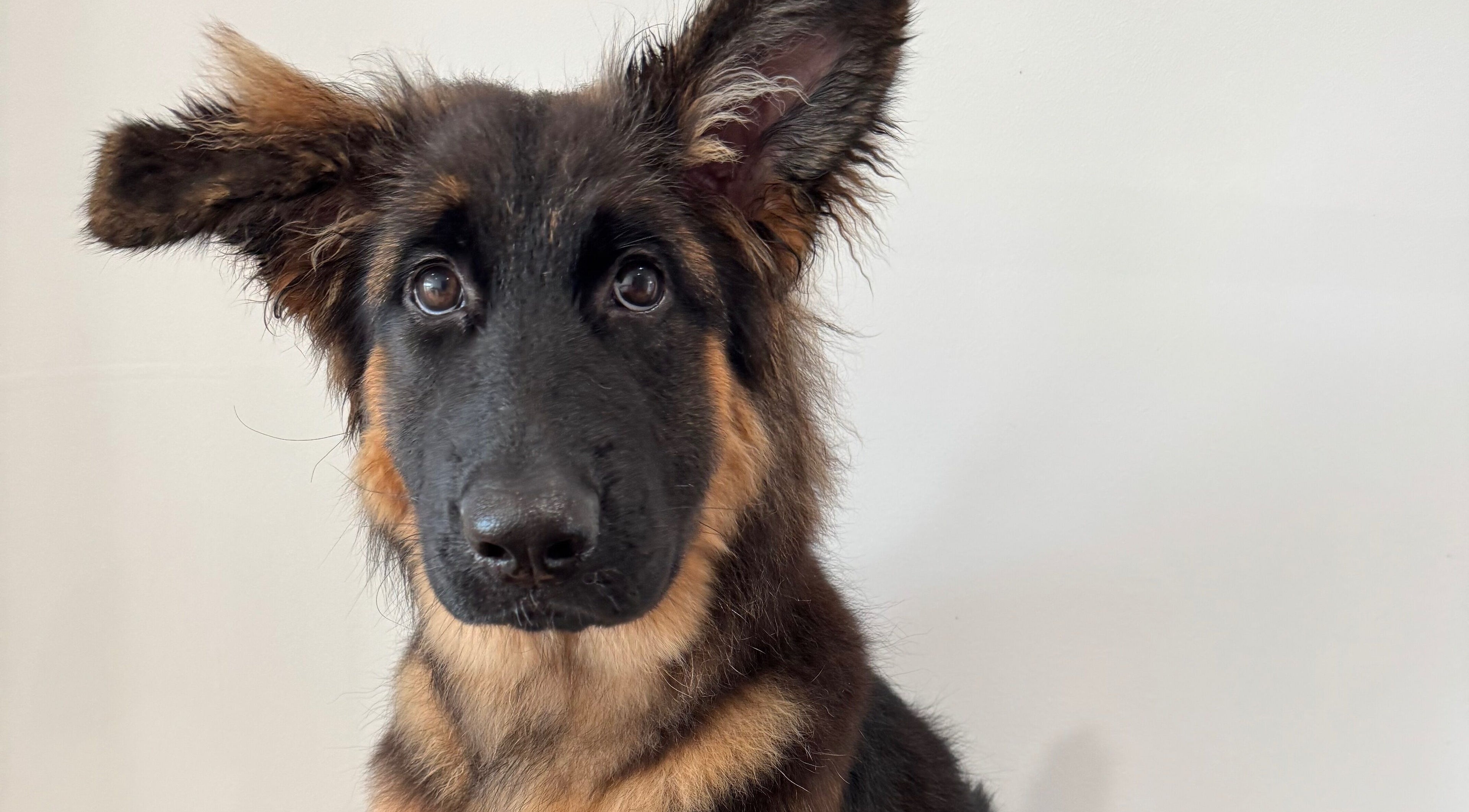 Close-up of a well-groomed dog at Zola’s Dog Grooming - Kirkcaldy, Scotland, GB.
