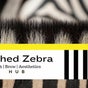 Lashed Zebra