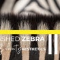 Lashed Zebra