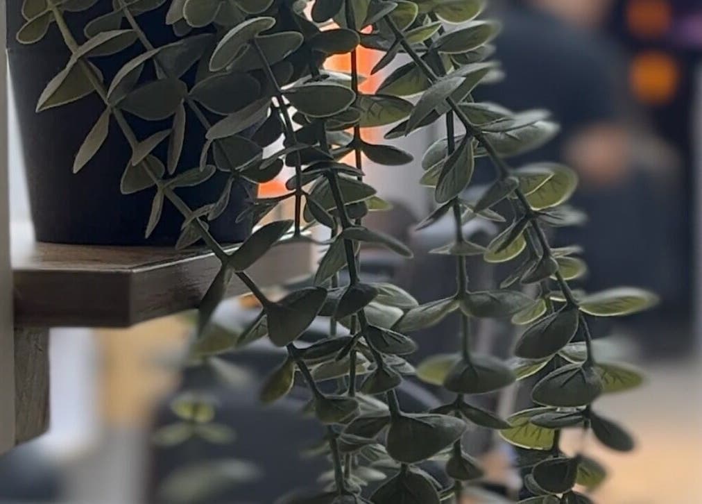 Planta decorativa en KUMO ESTUDIO DE BELLEZA, Bogotá, Bogotá, CO.