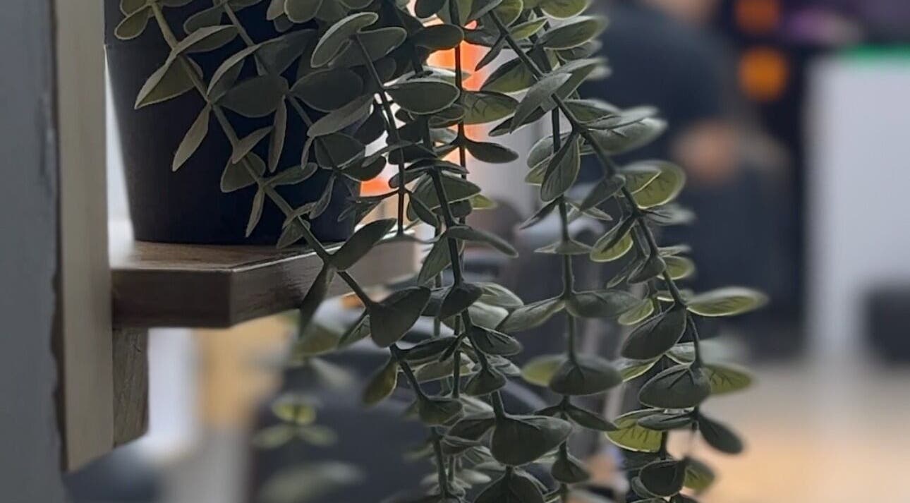 Planta decorativa en KUMO ESTUDIO DE BELLEZA, Bogotá, Bogotá, CO.