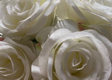 Elegant white roses in full bloom at Becky, Frimley Green, England, GB enhancing the beauty ambiance.