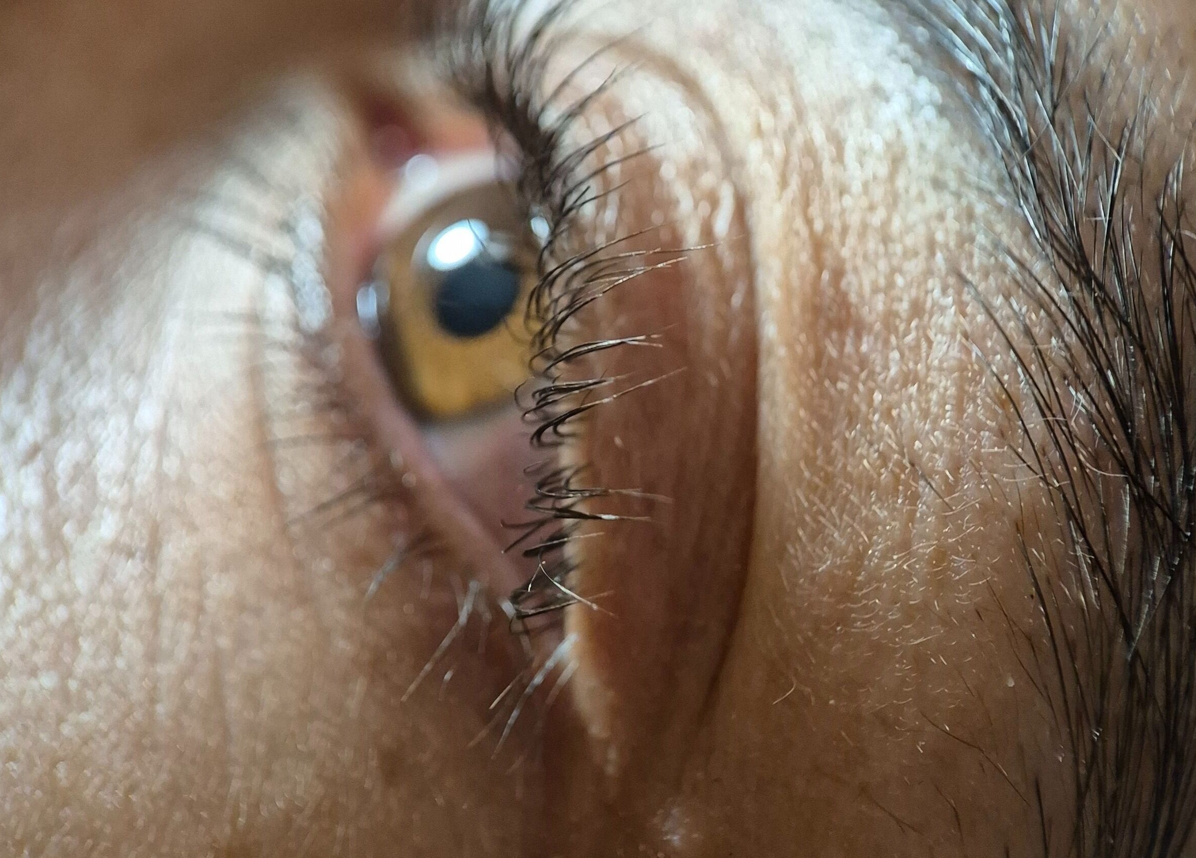 Close-up of a beautifully detailed eye at Glam - Luxe by Lina E., Victoria Park, Western Australia, AU.