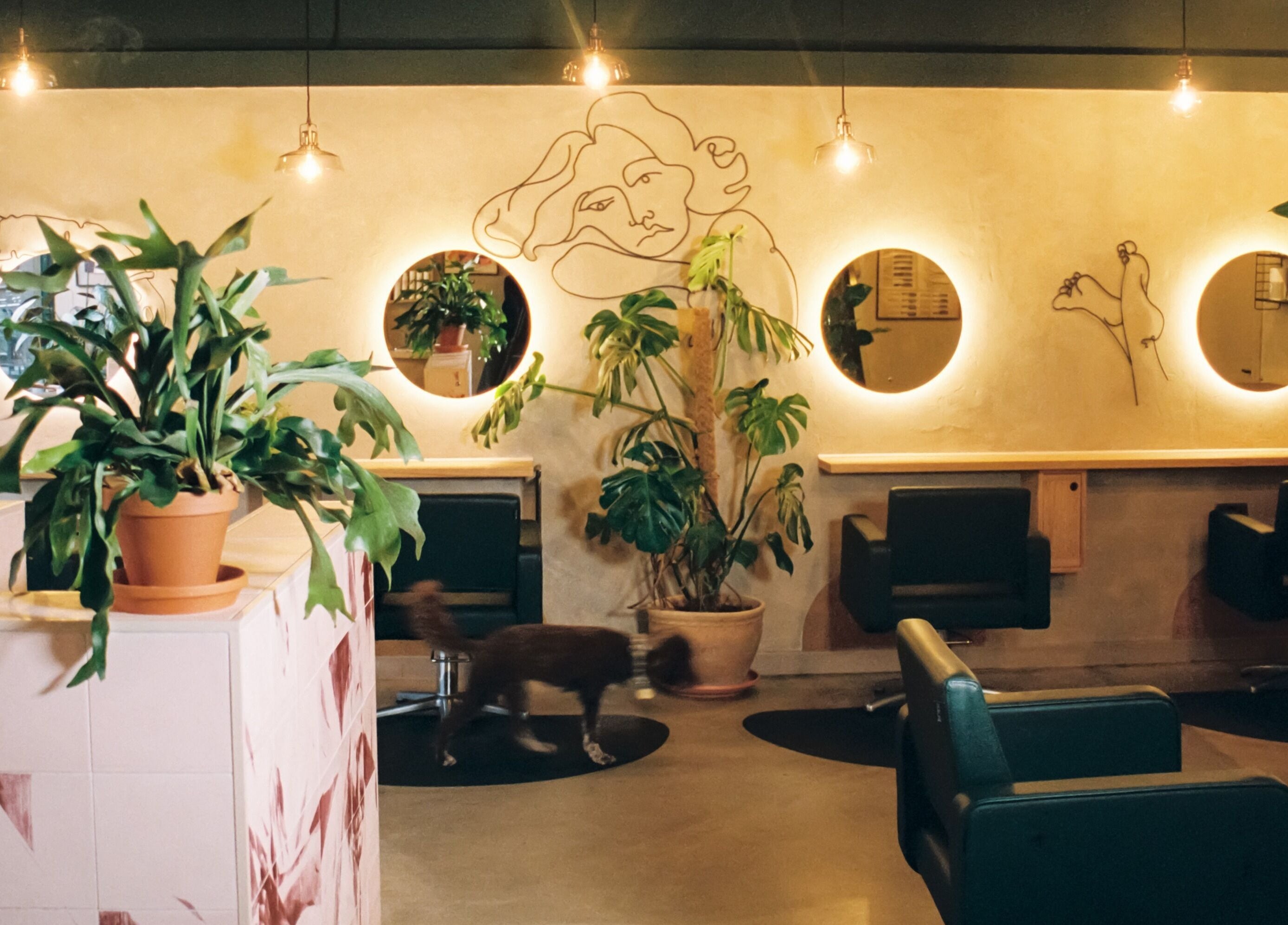 Stylish salon interior at Cùrlach in Glasgow, Scotland, GB with modern decor and green plants.