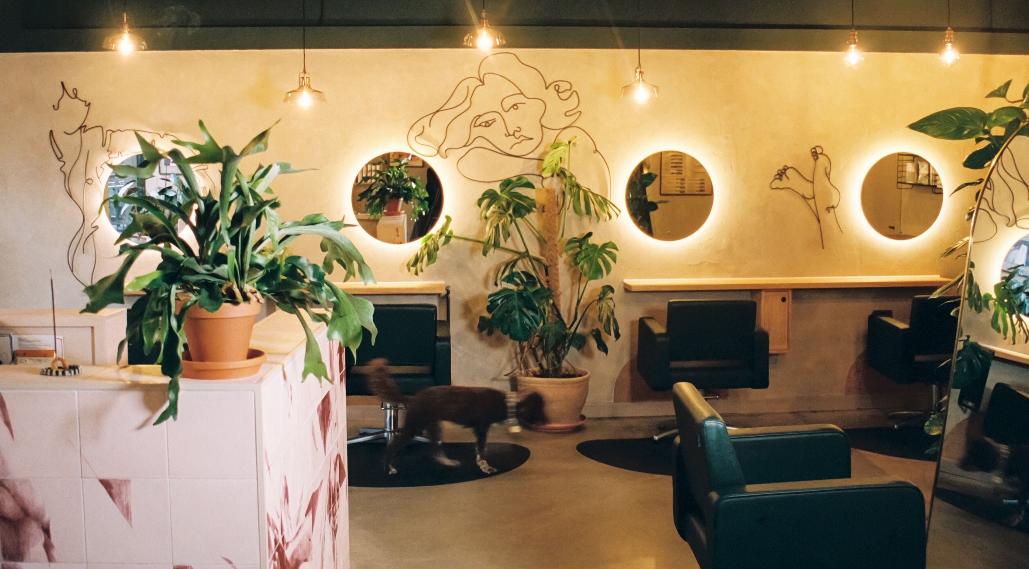 Stylish salon interior at Cùrlach in Glasgow, Scotland, GB with modern decor and green plants.