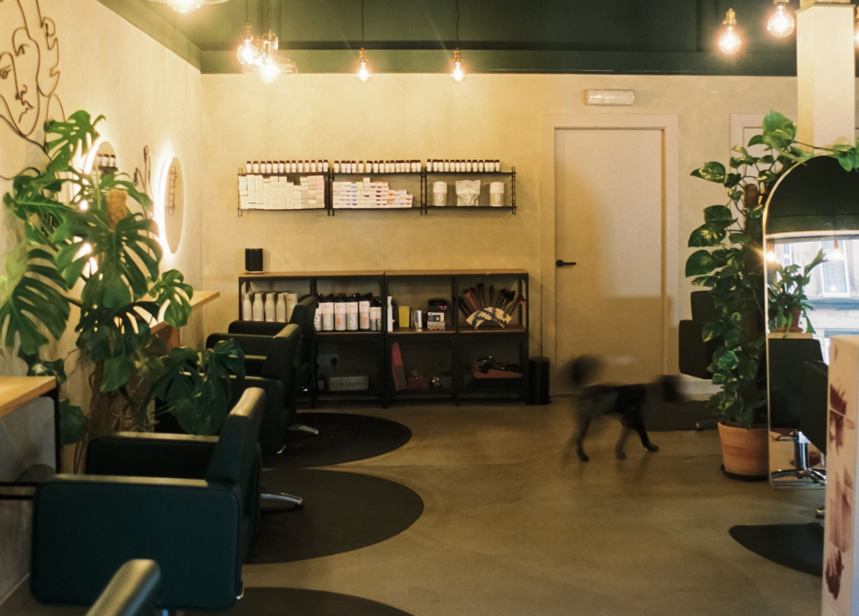Modern salon interior at Cùrlach, Glasgow, Scotland, GB with lush plants and stylish seating.