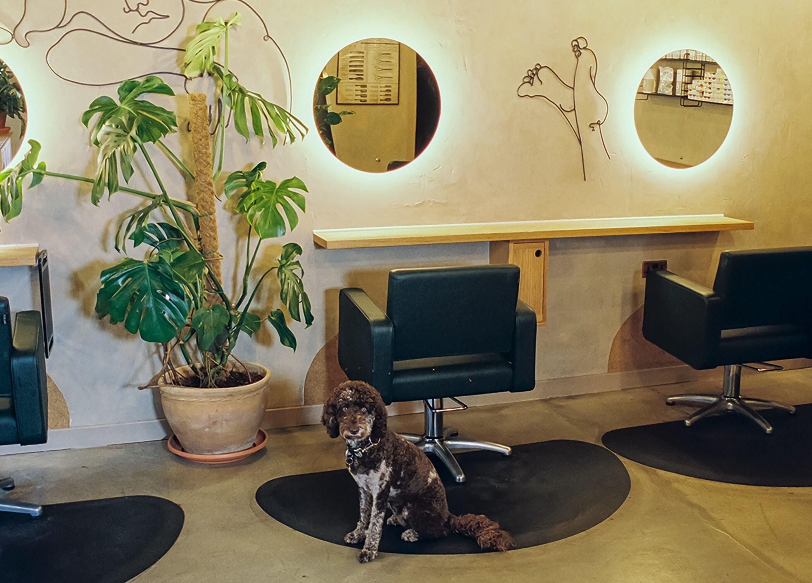 Stylish hair salon interior at Cùrlach in Glasgow, Scotland, GB, featuring a green plant and a friendly dog.