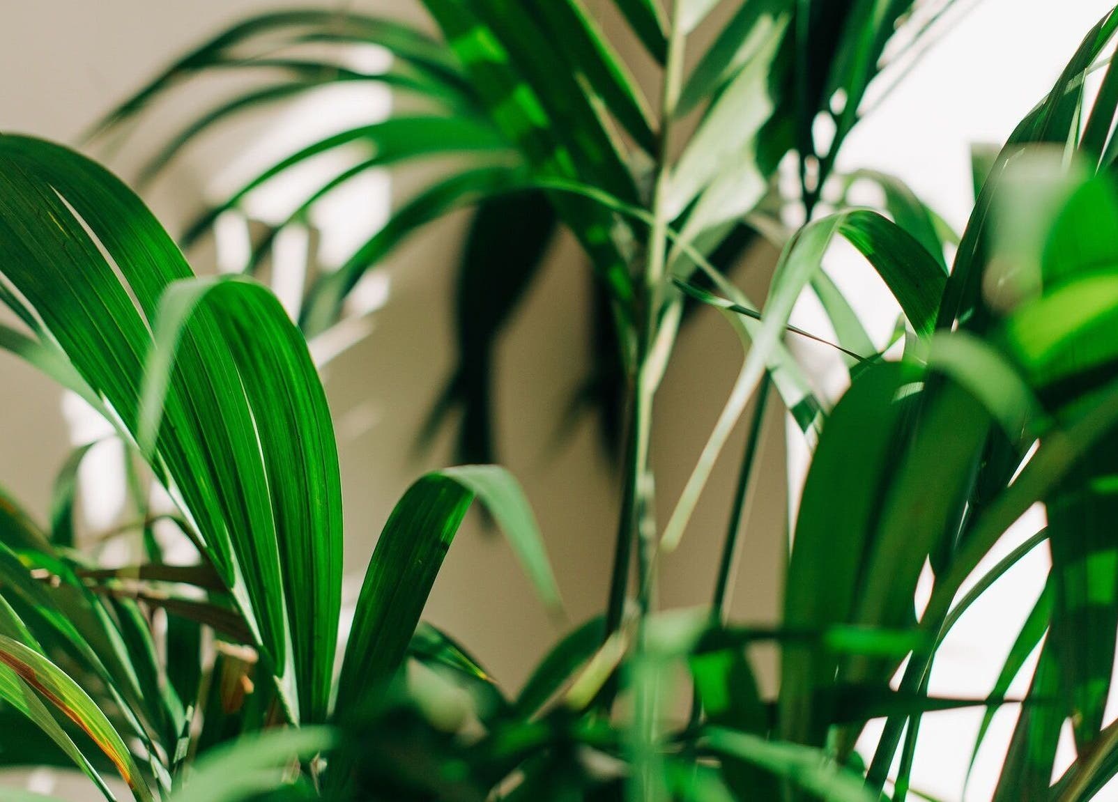 Lush green leaves creating a serene atmosphere at Bayou Spa, London, England, GB.