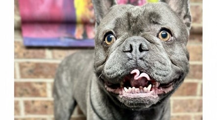 Adorable bulldog with a playful smile at Scooby Scrubs in Melbourne, Victoria, AU