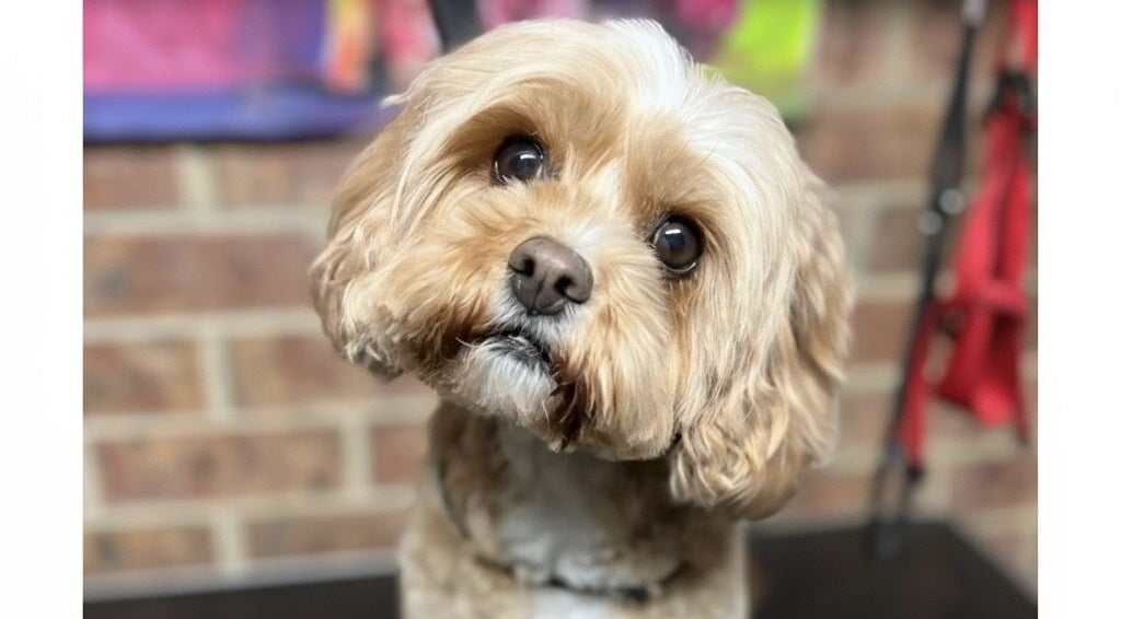 Cute dog at Scooby Scrubs in Melbourne, Victoria, AU, after grooming session.