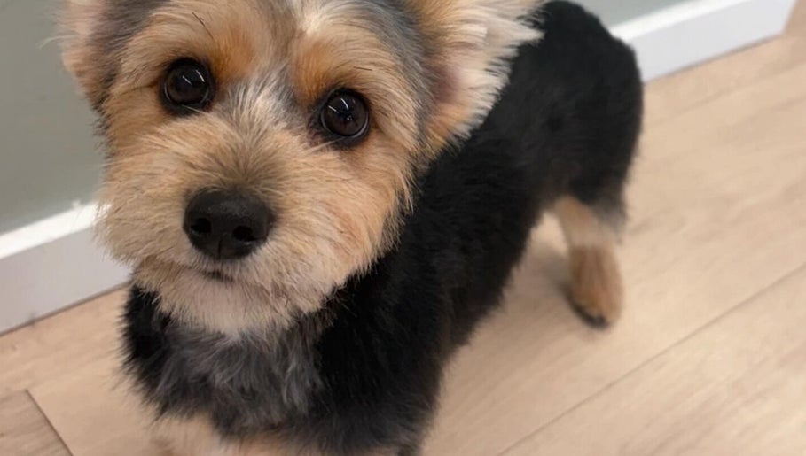 Adorable puppy at Top Knotch Dog Grooming, Oliver, British Columbia, CA after grooming session.