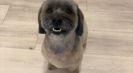 A cheerful dog enjoys grooming at Top Knotch Dog Grooming, Oliver, British Columbia, CA.