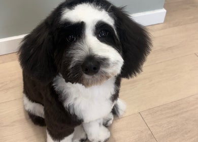 A freshly groomed dog at Top Knotch Dog Grooming, Oliver, British Columbia, CA.